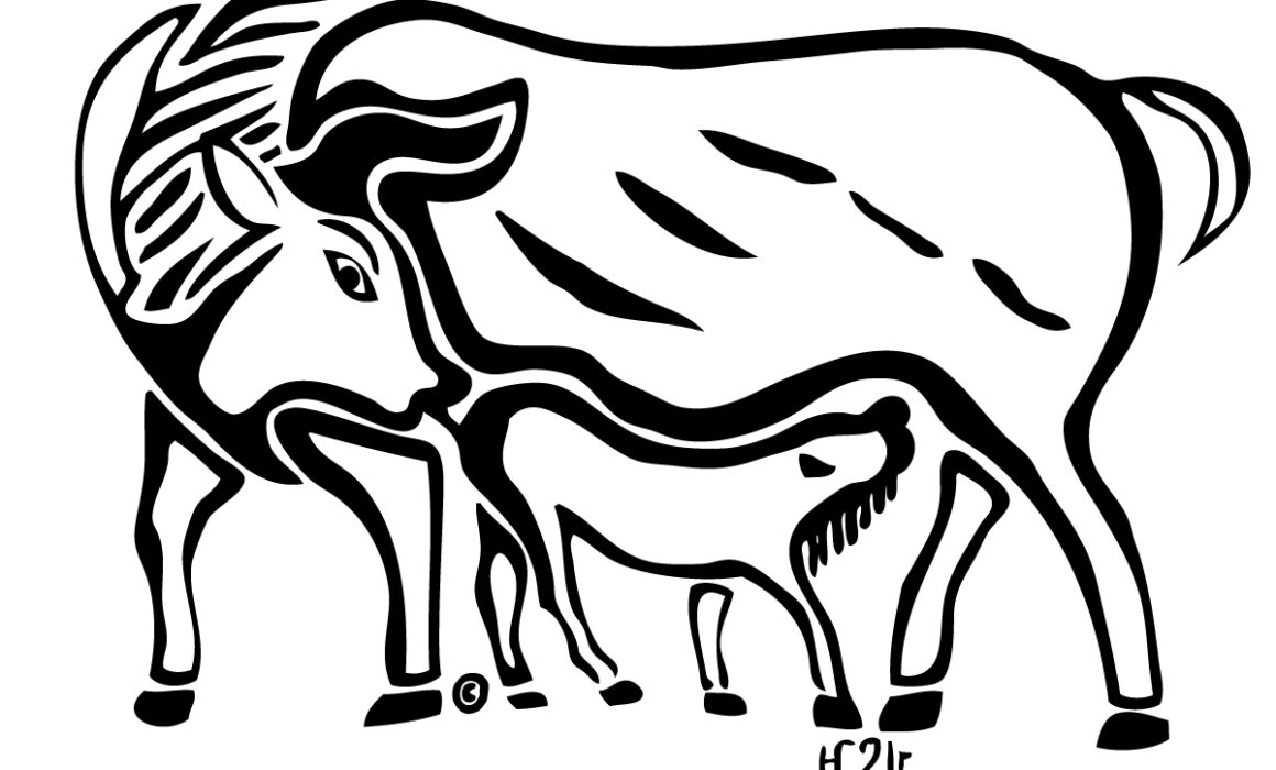 the anti individualist - calf and cow image